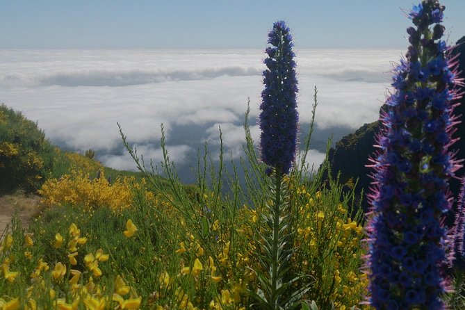Achadas Teixeira- Pico Ruivo -& Pico pedras/Queimadas forest walk - Who should book, and who might be happier elsewhere