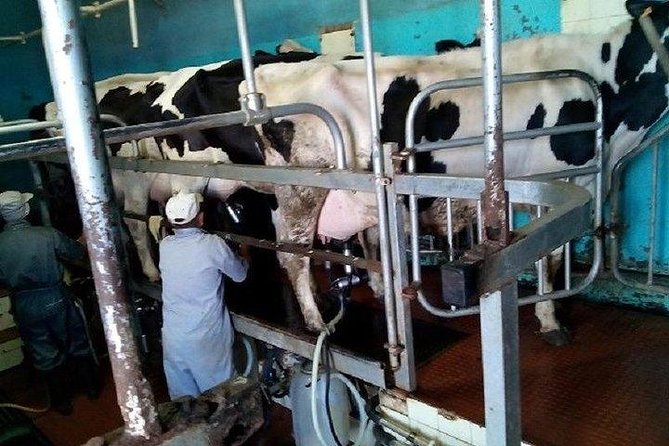 Agriculture Green Tour - Cow Farms for Madeira Cheese and Beef: Why Dairy Matters Here