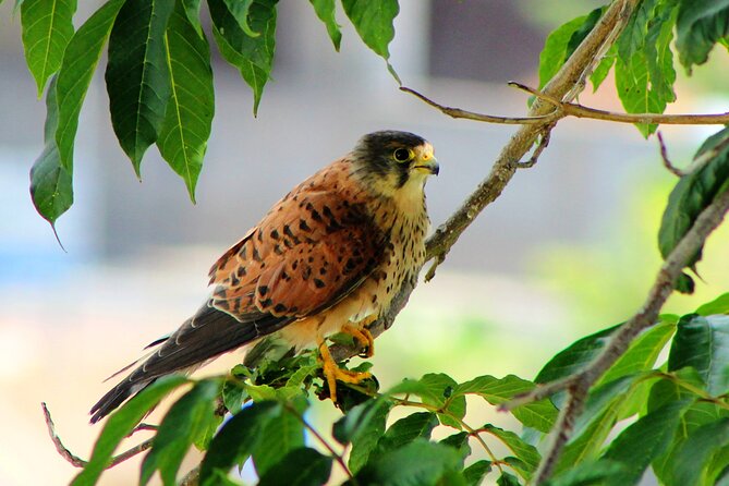 Birdwatching The Raptors in Madeira - Key things that make this raptor tour click