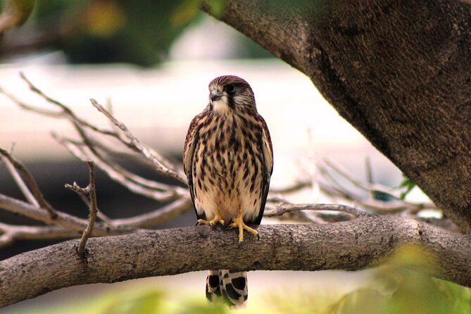 Birdwatching The Raptors in Madeira - Raptors on Madeira, and why this route feels different