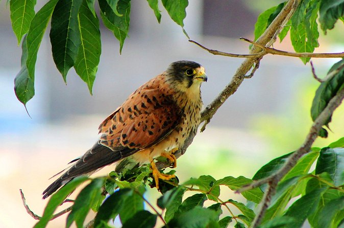Birdwatching The Raptors in Madeira - Meet the guide, and why field guides change everything