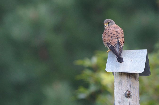 Birdwatching The Raptors in Madeira - Coffee and a real break, not a rushed pit stop