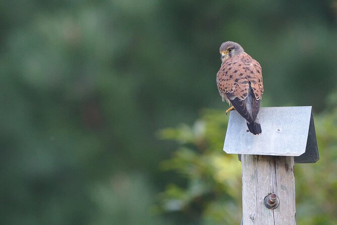 Birdwatching The Raptors in Madeira - Where raptors fit into Madeira’s island story