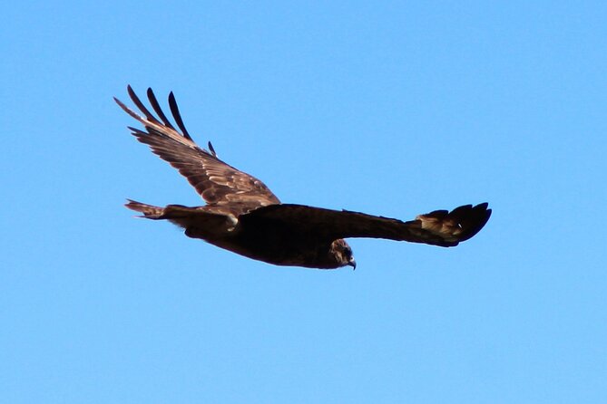 Birdwatching The Raptors in Madeira - Price and value: what $60.49 gets you in real terms