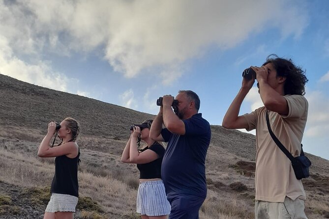 Birdwatching The Raptors in Madeira - Practical tips to help you get more from the afternoon