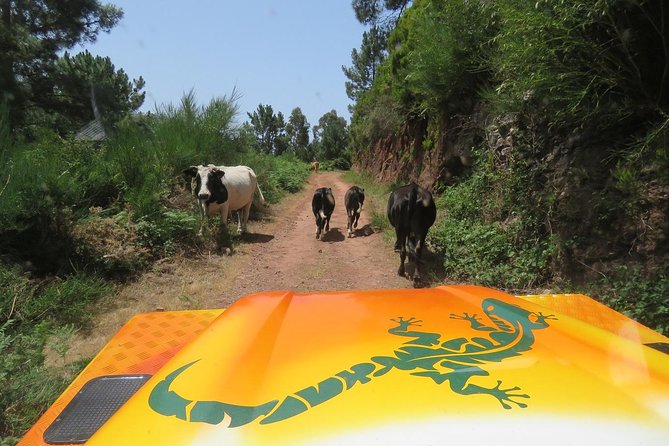 Craters of Fire - 4X4 Full-Day Tour - Vineyards and Valleys Around Prazere and Fonte do Bispo