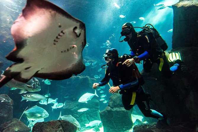 Diving in the Madeira Aquarium - Key highlights at Aquario da Madeira