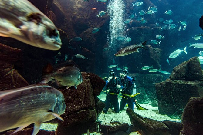 Diving in the Madeira Aquarium - Where Madeira Aquarium fits on your trip: Porto Moniz, not just Funchal