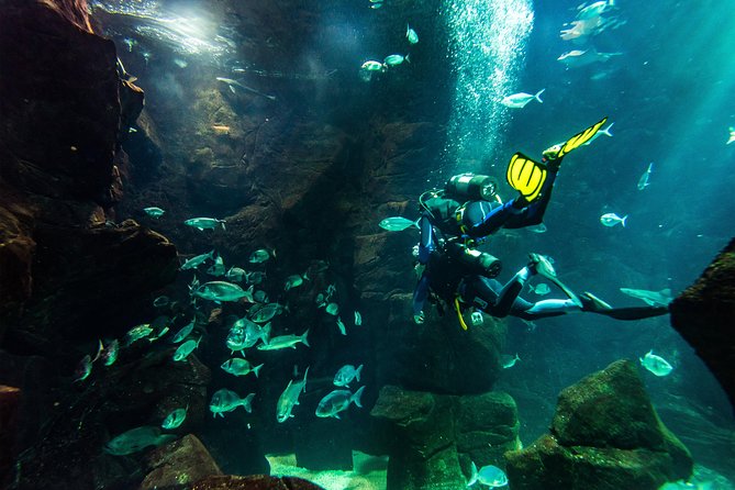 Diving in the Madeira Aquarium - Cachalote natural pools: your first confidence boost