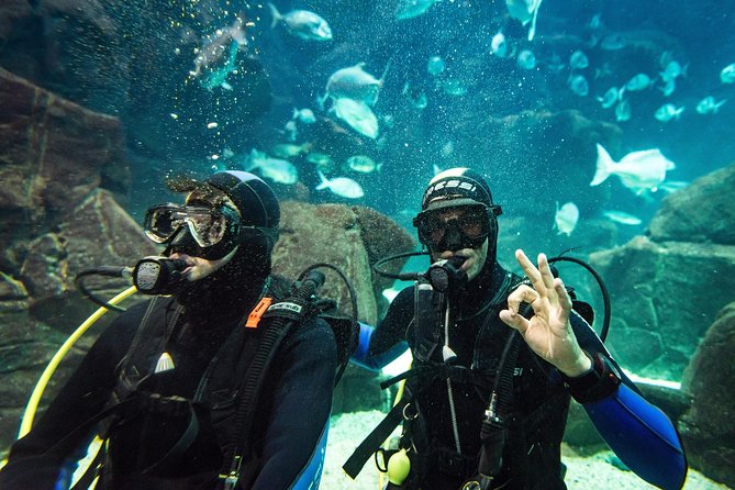 Diving in the Madeira Aquarium - Aquarium main tank: 6 m down in about 500,000 liters