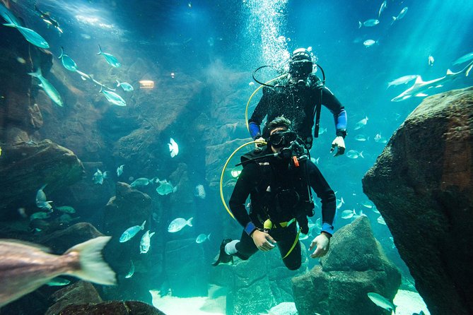 Diving in the Madeira Aquarium - What to expect if you are nervous (or a non-swimmer)
