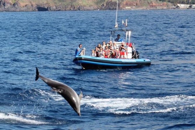 Dolphin - Whale - Turtle - Bird Watching - The Boat Ride Comfort: Speed Without the Whole-Body Shake
