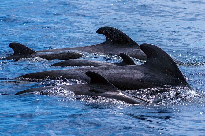 Dolphin - Whale - Turtle - Bird Watching - Why the Guides Make This Trip Worth More Than the Ticket Price