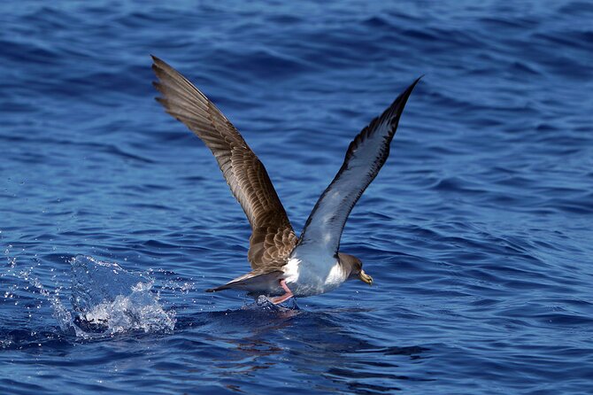 Dolphin - Whale - Turtle - Bird Watching - Price and Value: Is This a Good Deal for Madeira Sea Life?