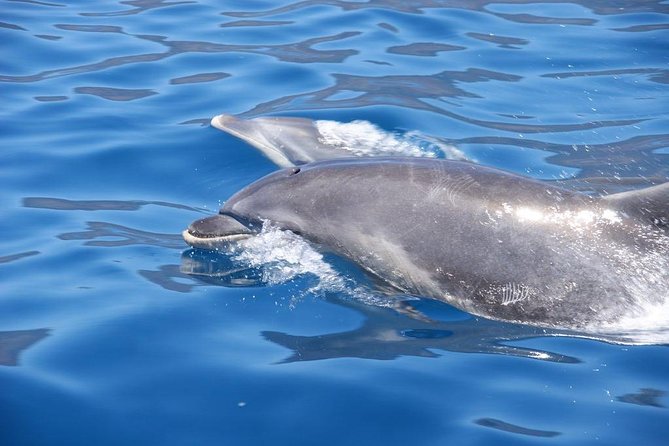 Dolphin - Whale - Turtle - Bird Watching - Who Should Book This (And Who Might Want a Different Plan)
