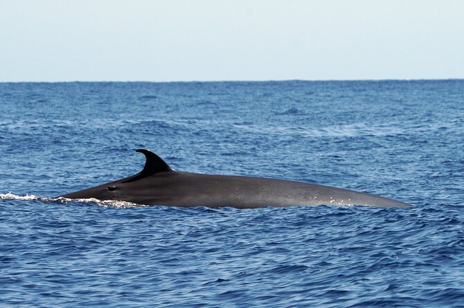 Dolphin - Whale - Turtle - Bird Watching - What to Bring So You Feel Good on the Water