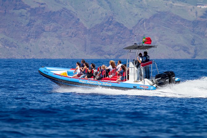 Dolphin - Whale - Turtle - Bird Watching - How the 2-Hour Safari Really Flows (Stop by Stop)