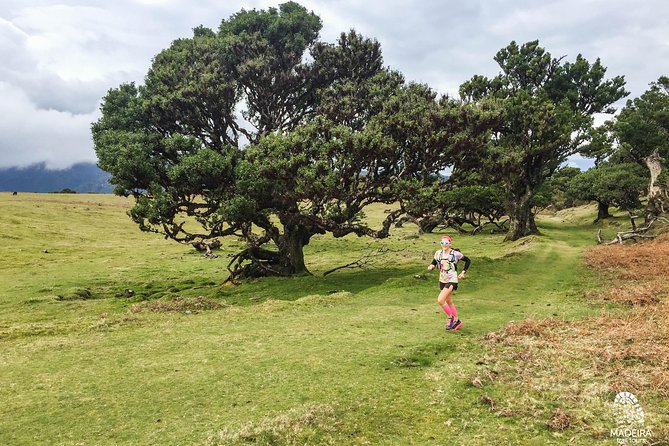 Fanal Ancient Forest Running Tour (Easy-Moderate) - Key points before you go