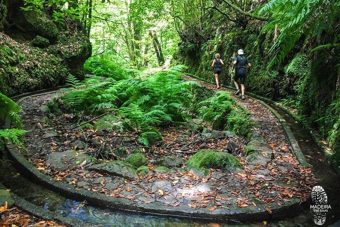 Fanal Ancient Forest Running Tour (Easy-Moderate) - Fanal Ancient Forest: what makes this running loop worth your time
