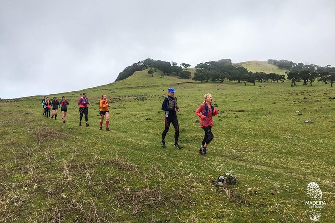 Fanal Ancient Forest Running Tour (Easy-Moderate) - Guide and group size: why max six changes the whole feel