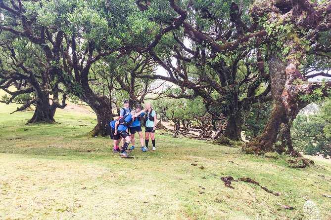 Fanal Ancient Forest Running Tour (Easy-Moderate) - Starting point in Funchal, pickup, and how the timing works