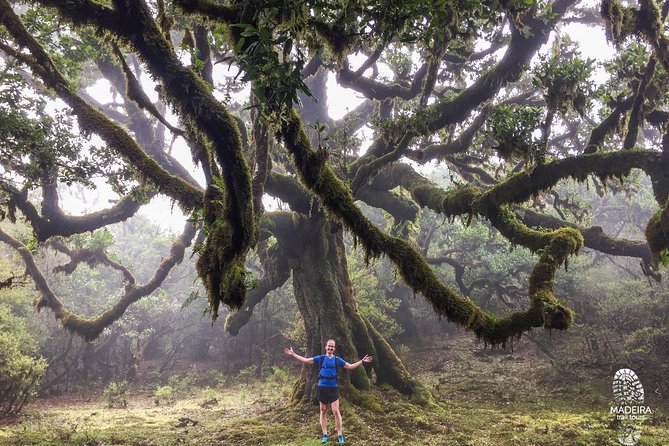 Fanal Ancient Forest Running Tour (Easy-Moderate) - What you’ll see at Vereda do Fanal and the Fanal open clearing
