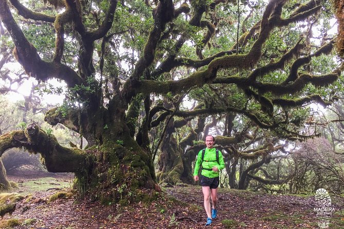Fanal Ancient Forest Running Tour (Easy-Moderate) - Levada dos Cedros return: the flatter running that helps you finish strong