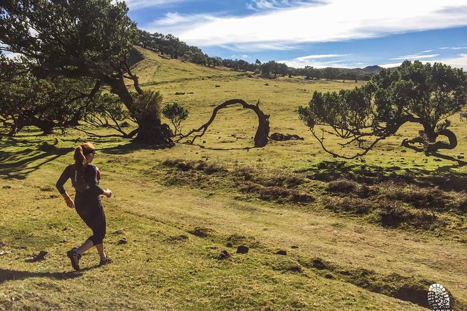 Fanal Ancient Forest Running Tour (Easy-Moderate) - Price and value: how $78.19 stacks up for a 3-hour small-group run