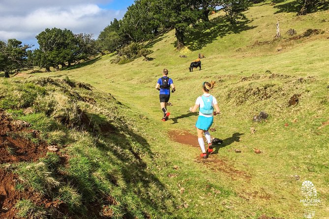Fanal Ancient Forest Running Tour (Easy-Moderate) - Route snapshot: Curral Falso climb, Vereda do Fanal, then Levada dos Cedros