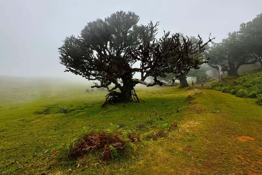 Fanal / Assobiadores - Levada Walk - Key Things to Know Before You Go