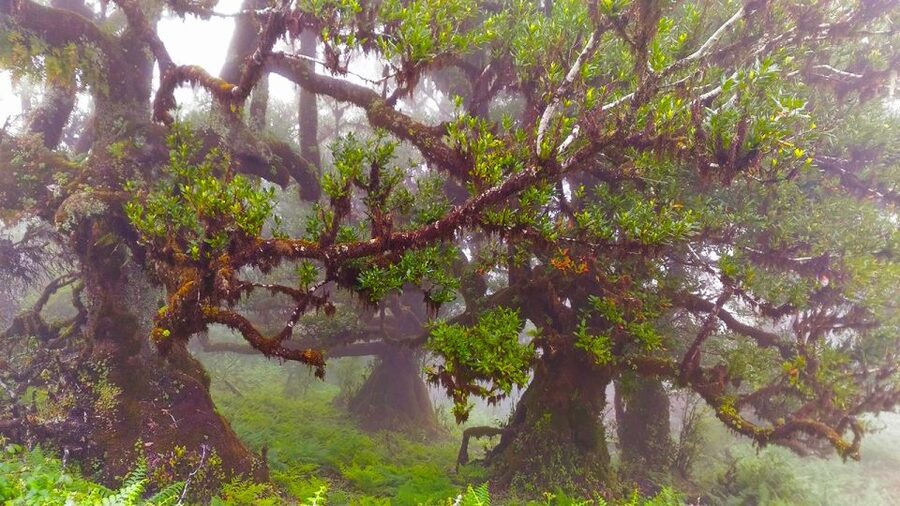 Fanal / Assobiadores - Levada Walk - What to Bring: Food, Layers, and Trail-Brain