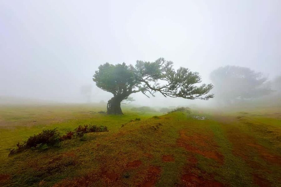 Fanal / Assobiadores - Levada Walk - Entering Madeira’s Old-Growth Mood at Paul da Serra
