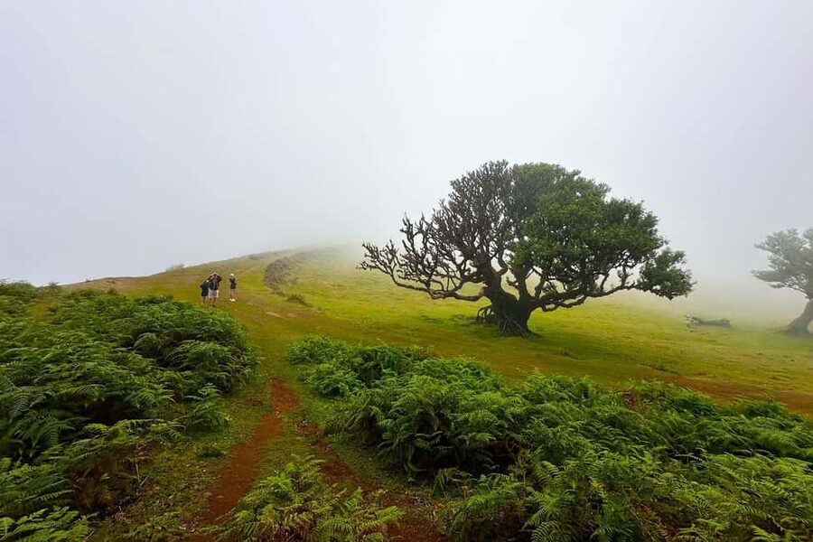 Fanal / Assobiadores - Levada Walk - View Breaks That Feel Worth the Climb