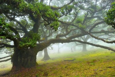 Fanal / Assobiadores – Levada Walk