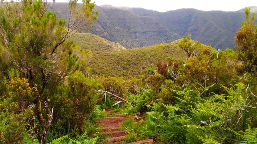 Fanal / Assobiadores - Levada Walk - The Levada Walk Factor: Expect Water-Channel Trail Energy