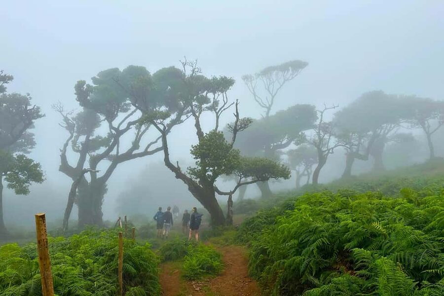 Fanal / Assobiadores - Levada Walk - Pace and Terrain: Regular Walkers, Real Trail Work