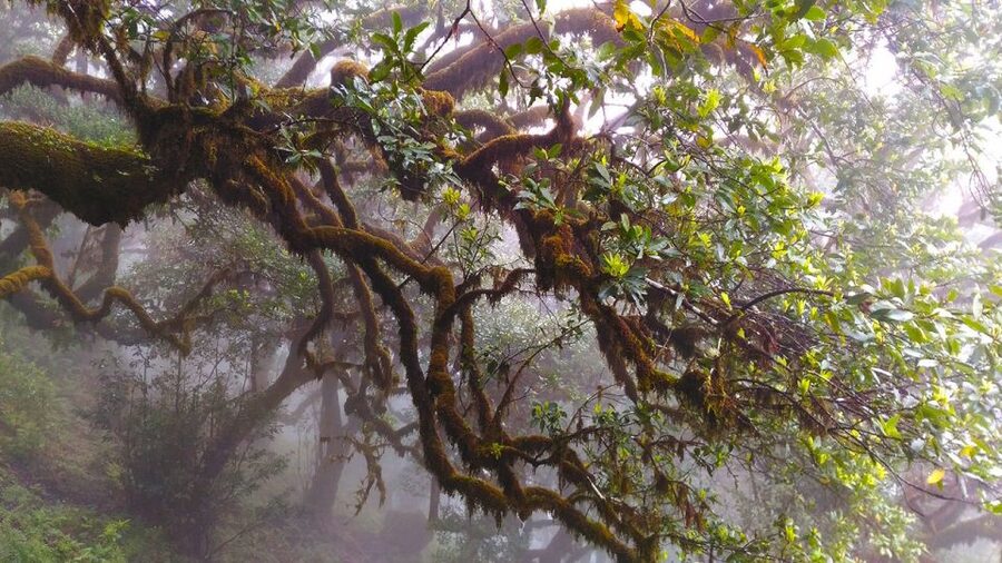 Fanal / Assobiadores - Levada Walk - Price and Value: Is $50 Worth an 8-Hour Forest Day?