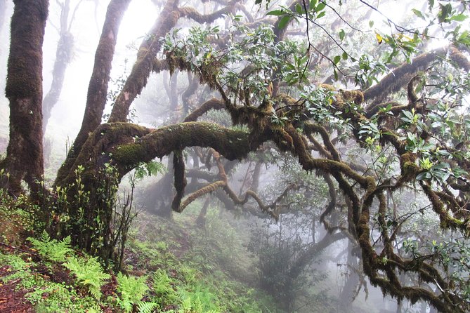 Fanal -Enchanted Forest - The Walk Itself: Old Trees, Misty Magic, and Sunlit Surprise