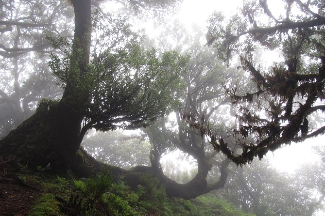 Fanal -Enchanted Forest - Why the Guide Matters Here (Gonçalo, Gustavo, and Local Stories)