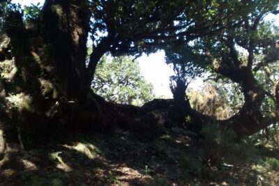 Fanal -Enchanted Forest