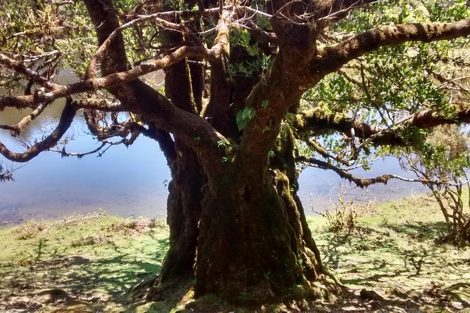 Fanal -Enchanted Forest - Timing, Booking Pace, and How Long You’ll Be Gone
