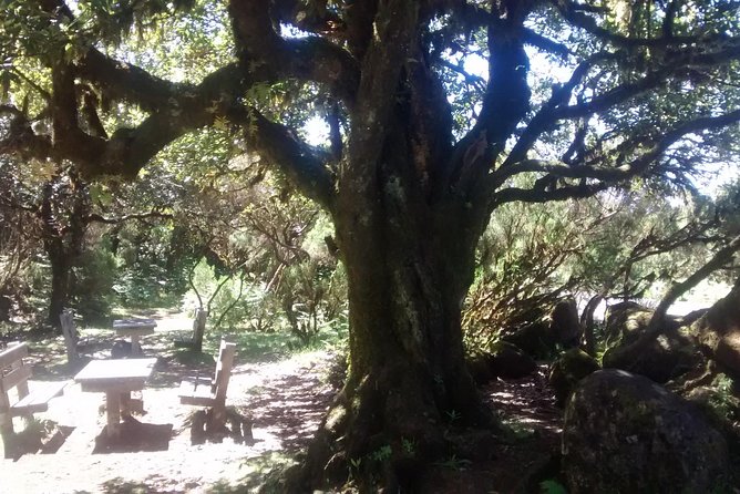 Fanal -Enchanted Forest - Price and Value for a Private Forest Walk