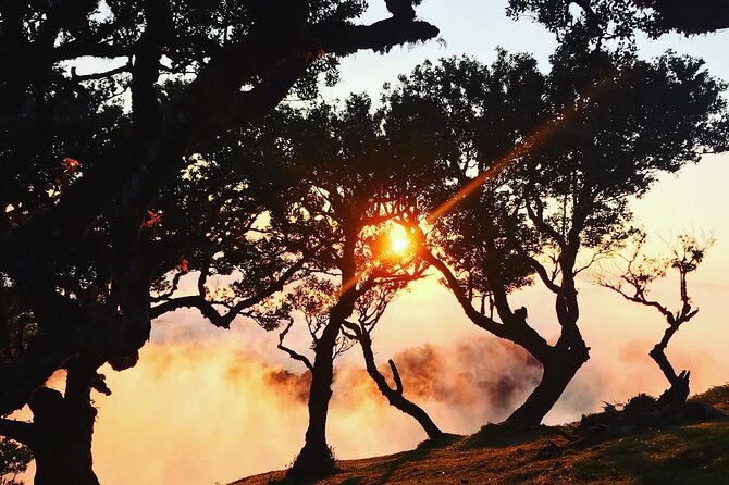 Fanal Forest Private Sunset Hike - Why Fanal Forest is made for a sunset walk