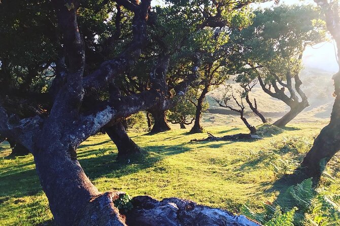Fanal Forest Private Sunset Hike - How the sunset moment works over low clouds