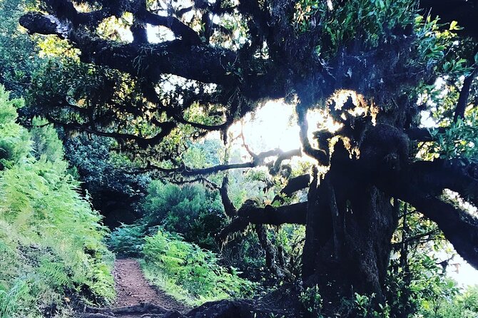Fanal Forest Private Sunset Hike - What you learn in the forest: trees, plants, and wildlife