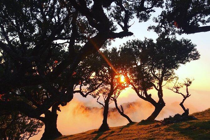 Fanal Forest Private Sunset Hike - After the hike: Seixal, poncha, and local food stops