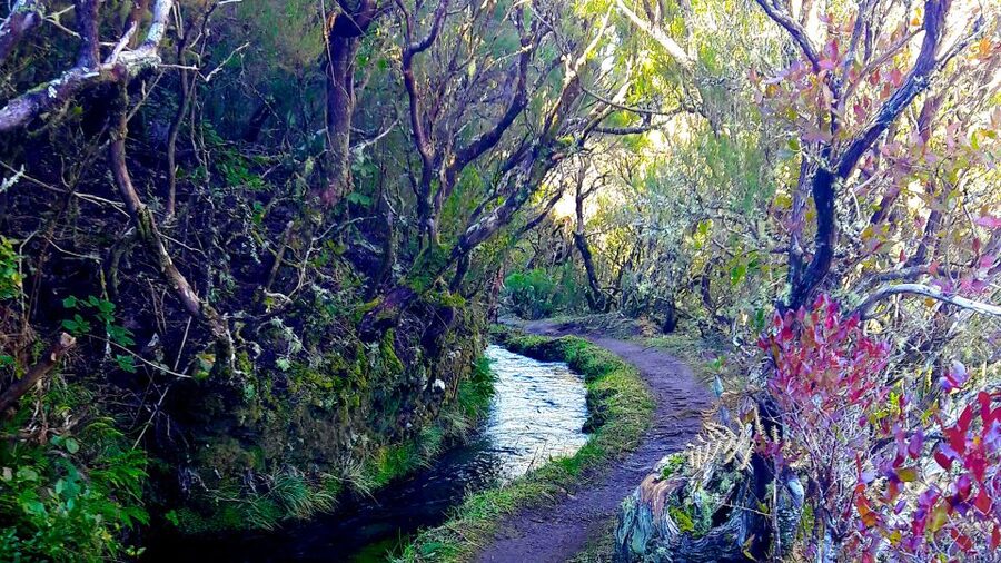 From Funchal: Madeira Lakes Levada Guided Hike - Key highlights