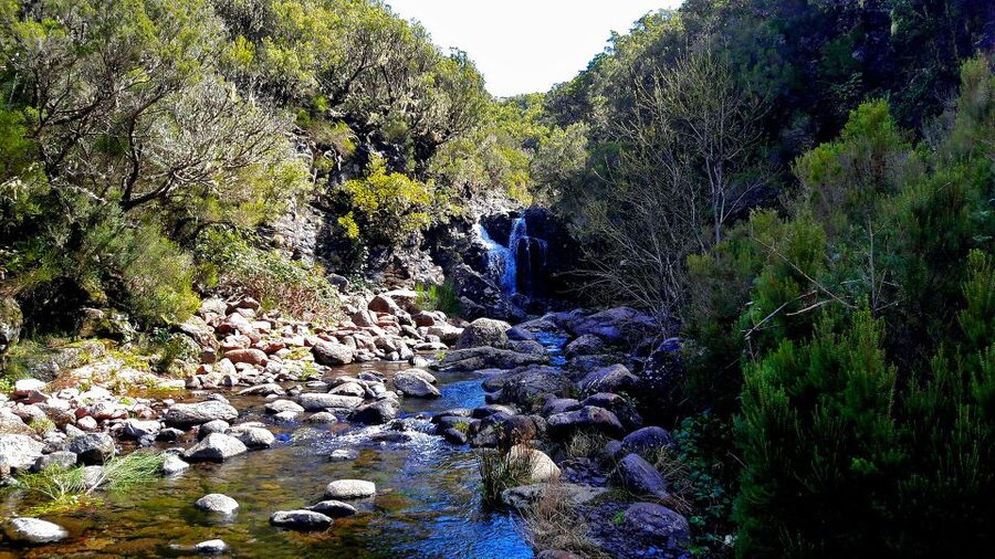 From Funchal: Madeira Lakes Levada Guided Hike - The uphill push: climbing toward ancient mountain views