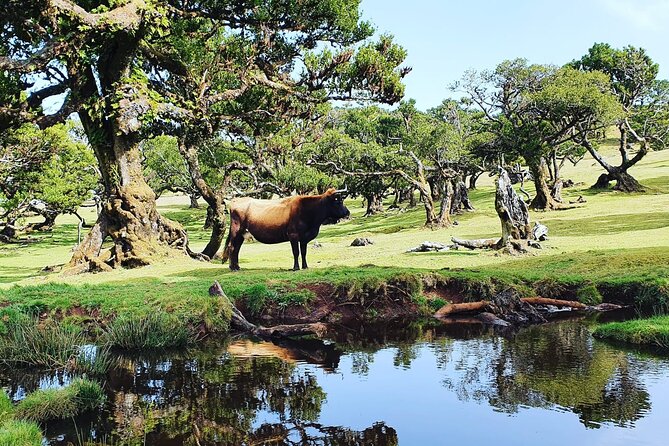 Full Day Jeep Safari Tour to Porto Moniz and Cabo Girão - Paul da Serra at 1,500 Meters: Open Plateau, Big-Air Views