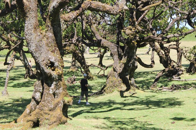 Full-Day Small Group Jeep Safari Tour from Funchal - Guides can make or break a long day, and these stand out